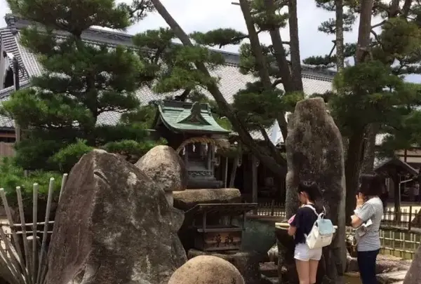 大願寺の九本松の写真・動画_image_344647