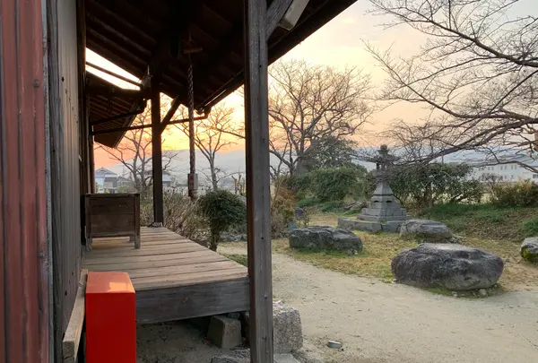 本薬師寺跡　ホテイアオイの写真・動画_image_345077