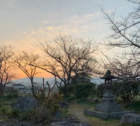 本薬師寺跡　ホテイアオイの写真・動画_image_345078
