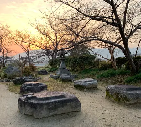 本薬師寺跡　ホテイアオイの写真・動画_image_345081