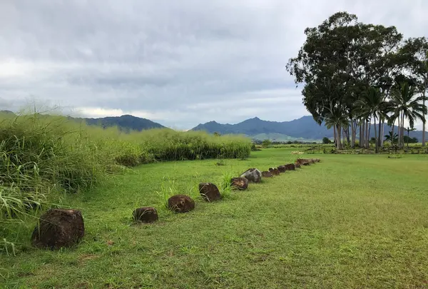 クカニロコ・バーシング・ストーンズの写真・動画_image_345420