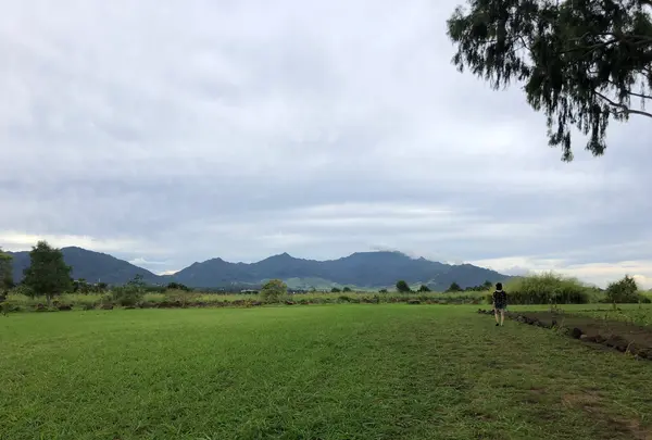 クカニロコ・バーシング・ストーンズの写真・動画_image_345421