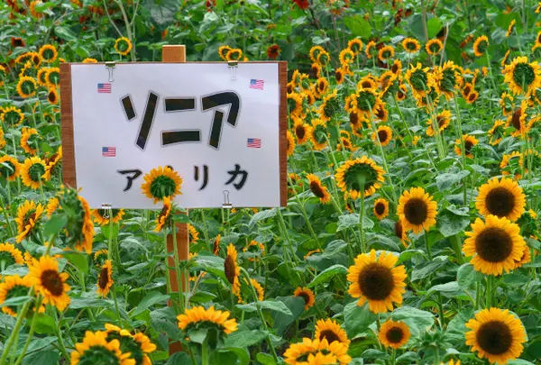 南光スポーツ公園（若あゆランド）の写真・動画_image_34549