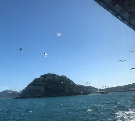 イルカ島の写真・動画_image_345790