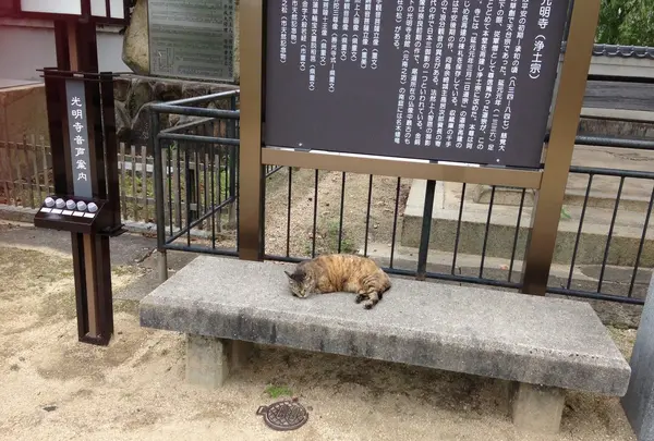 ネコ