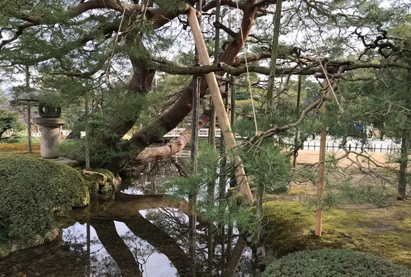 兼六園の写真・動画_image_346739