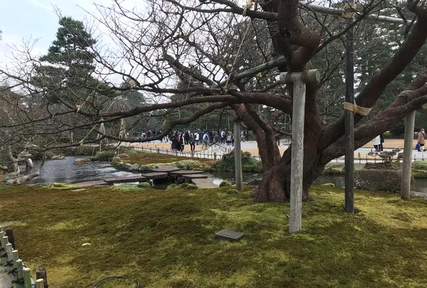 兼六園の写真・動画_image_346742