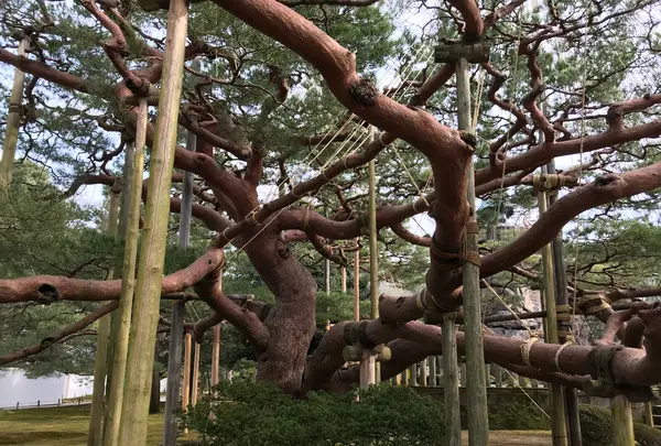 兼六園の写真・動画_image_346745