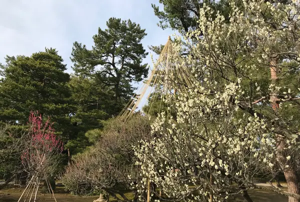 兼六園の写真・動画_image_346753
