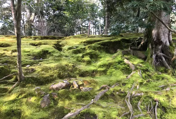 兼六園の写真・動画_image_346755