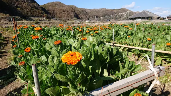 花つみ畑平左エ門の写真・動画_image_348089