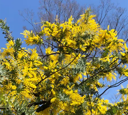 代々木公園の写真・動画_image_348605