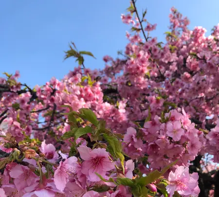 代々木公園の写真・動画_image_348711