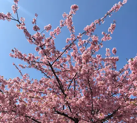 代々木公園の写真・動画_image_348712