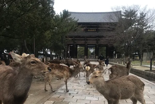 東大寺の写真・動画_image_349203