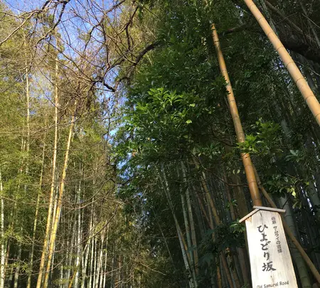 佐倉サムライの古径 ひよどり坂の写真・動画_image_349222