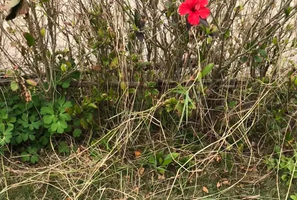 波の上うみそら公園の写真・動画_image_349509