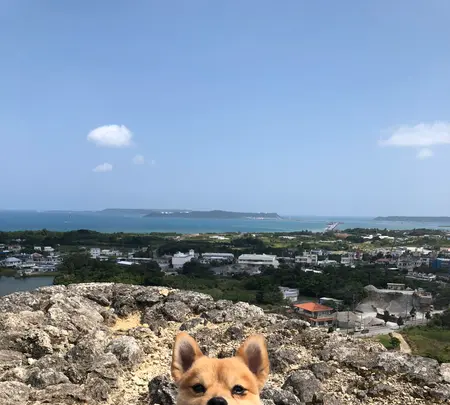 勝連城跡の写真・動画_image_349645