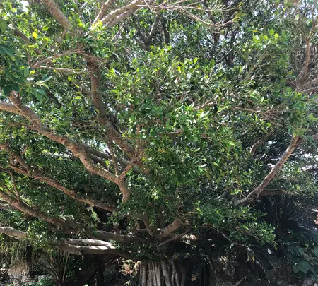 勝連城跡の写真・動画_image_349646