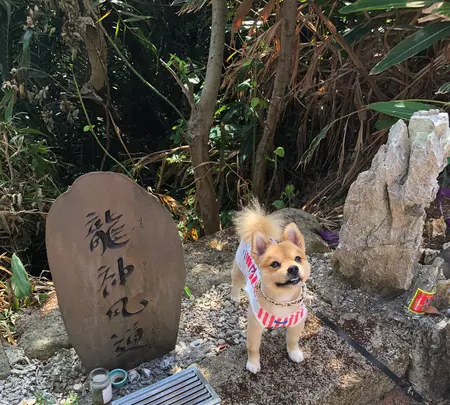 果報バンタの写真・動画_image_349649