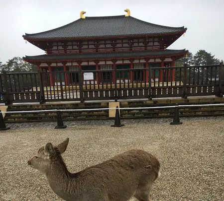 興福寺の写真・動画_image_349799