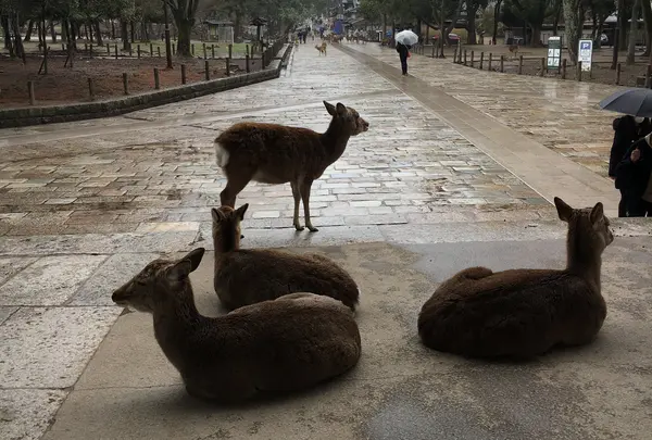 人がいない参道。