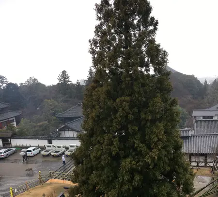 東大寺二月堂の写真・動画_image_349830