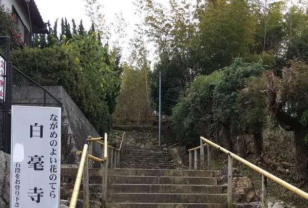 白毫寺の写真・動画_image_349838