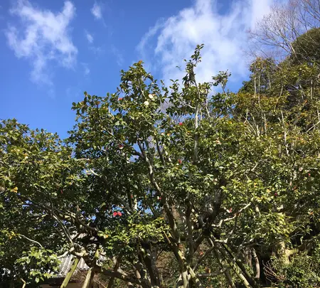 白毫寺の写真・動画_image_349842