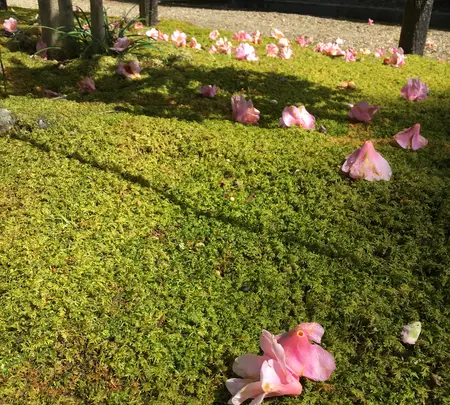 白毫寺の写真・動画_image_349857