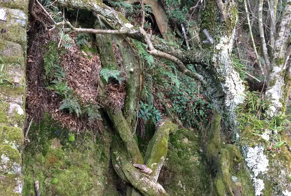 長浜神社の写真・動画_image_350126