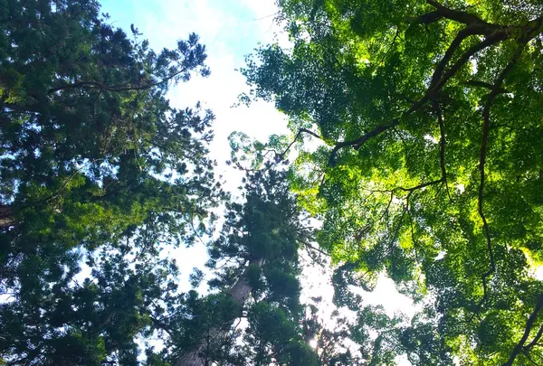 木陰を歩く