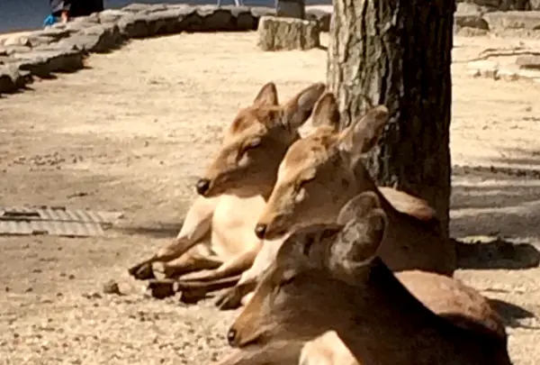 世界遺産碑の写真・動画_image_350267