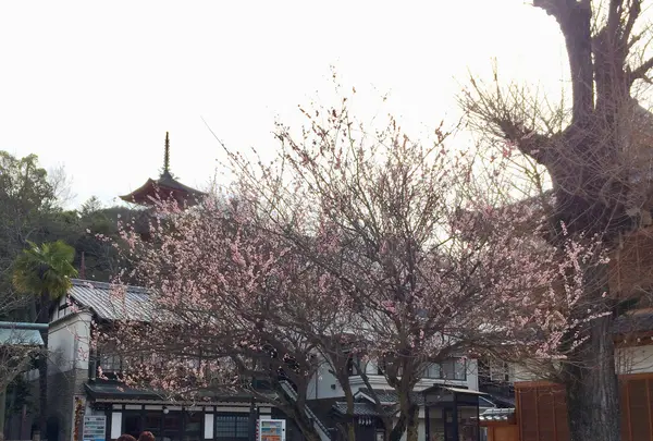 大願寺の九本松の写真・動画_image_350301