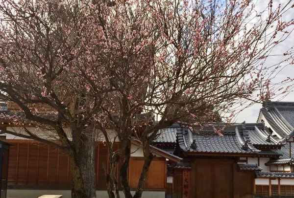 大願寺の九本松の写真・動画_image_350302