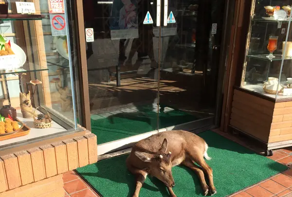 フクヤ食堂の写真・動画_image_350351