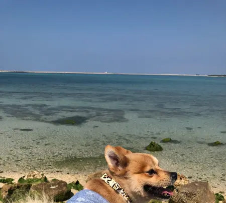 瀬長島ウミカジテラスの写真・動画_image_350431