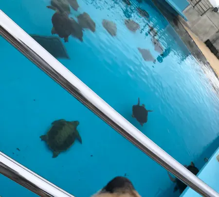 海洋博公園の写真・動画_image_350761