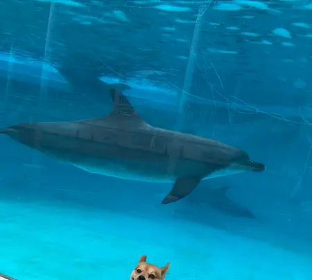 海洋博公園の写真・動画_image_350762