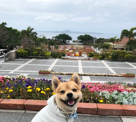 海洋博公園の写真・動画_image_350764
