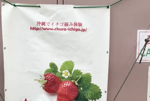 美らイチゴ 南城ハウスの写真・動画_image_351113