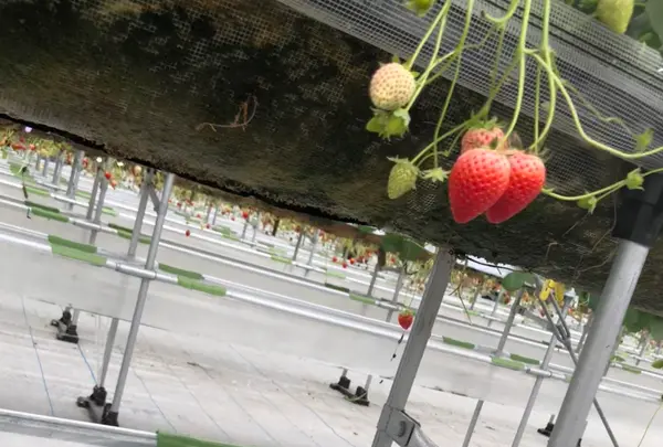美らイチゴ 南城ハウスの写真・動画_image_351114