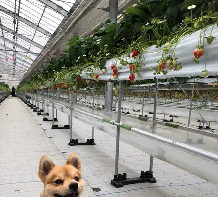 美らイチゴ 南城ハウスの写真・動画_image_351115