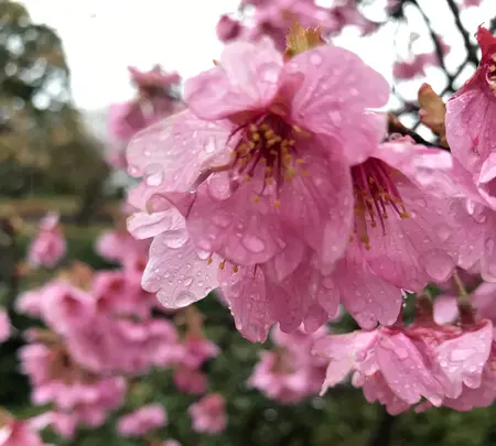 アカオハーブ＆ローズガーデンの写真・動画_image_352407