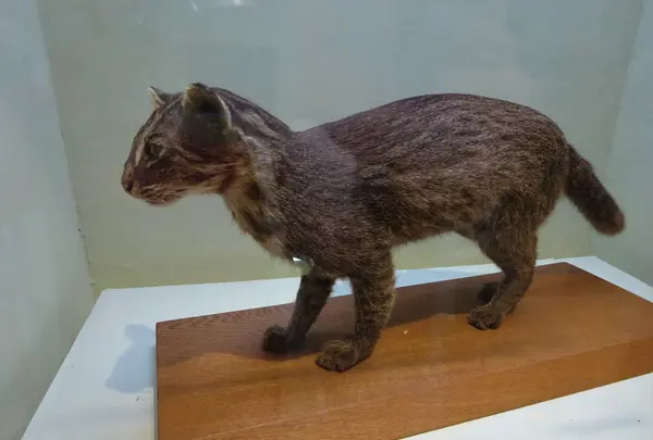 西表野生生物保護センターの写真・動画_image_352770