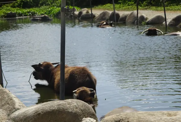 由布島の写真・動画_image_352773