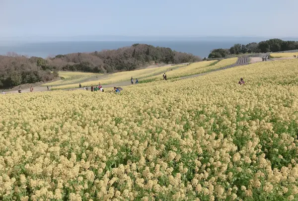 あわじ花さじきの写真・動画_image_352827