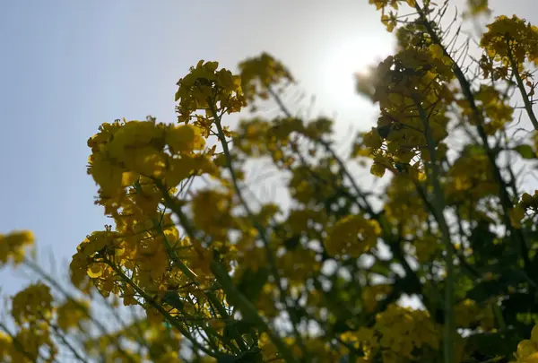 あわじ花さじきの写真・動画_image_352839