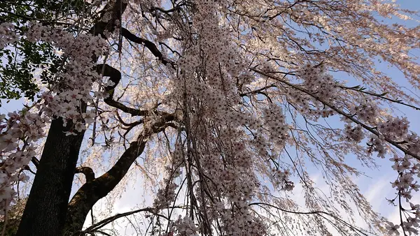 高麗神社の写真・動画_image_352913