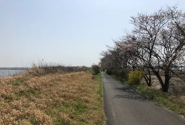 花見川サイクリングロードの写真・動画_image_353094